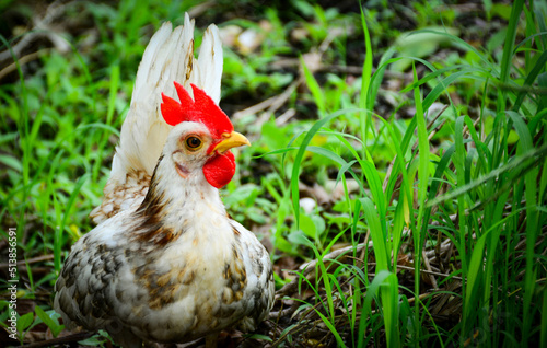 chicken on a farm