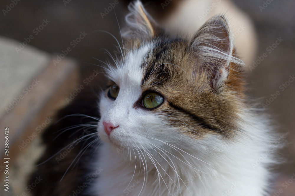 cat with green eyes looking up cat with green eyes looking up