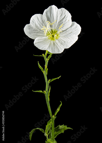 White flower of Oenothera, isolated on black background