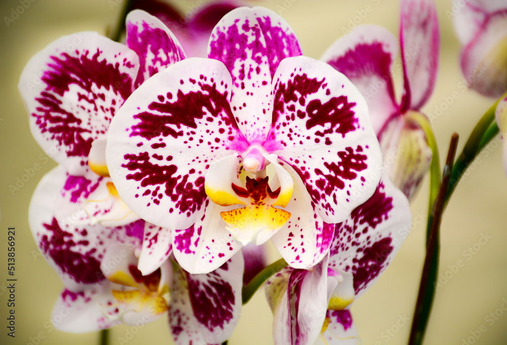 pink orchid flower pink orchid flower