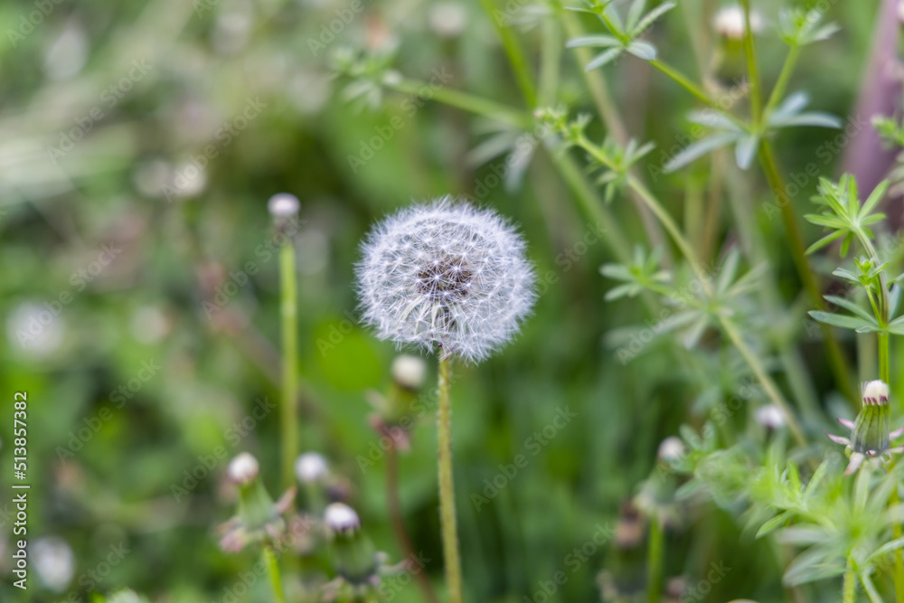 Closeup selective focus shot on the white intact seed head of a dandelion flower. With blurry cleavers, aka catchweed or Galium Aparine in background. Closeup selective focus shot on the white intact seed head of a dandelion flower. With blurry cleavers, aka catchweed or Galium Aparine in background.
