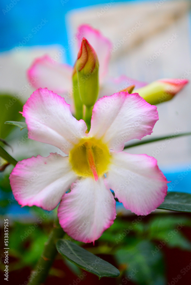 Fototapeta premium pink lotus flower