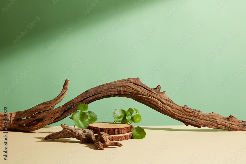 Front view of centella asiatica ( gotu kola ) decorated with cosmetic jar and branch tree in brown background  - obrazy, fototapety, plakaty 
