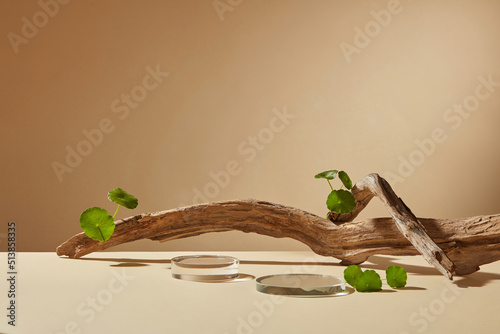 Front view of centella asiatica decorated with transparent podium branch tree in brown background 