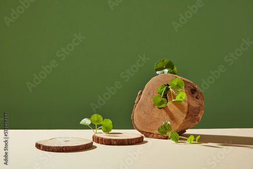 Front view of centella asiatica ( gotu kola ) decorated with wooden shape in green background  photo