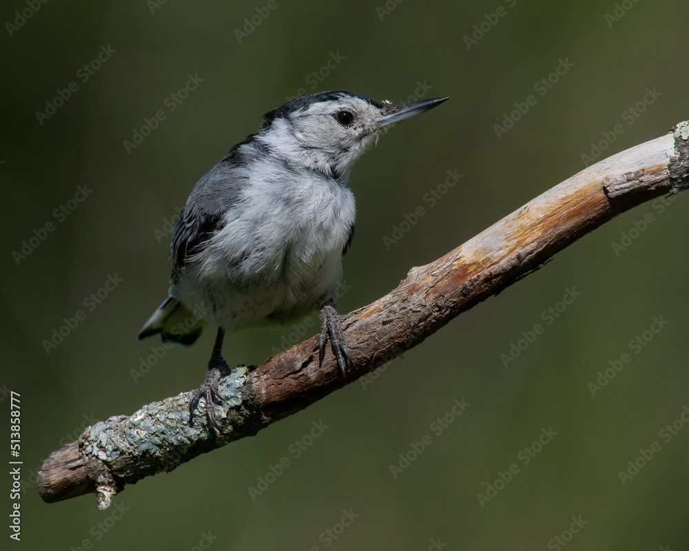 Naklejka premium White Breasted Nuthatch