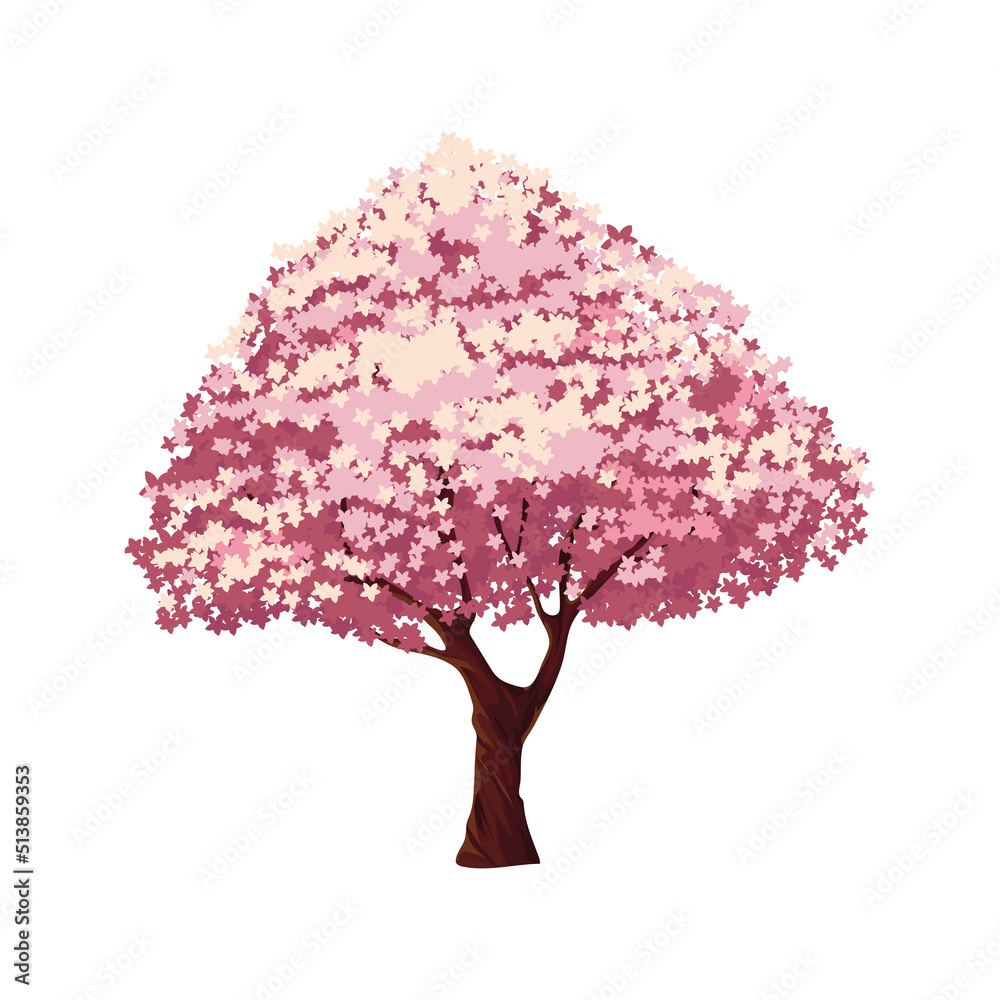 cherry sakura tree