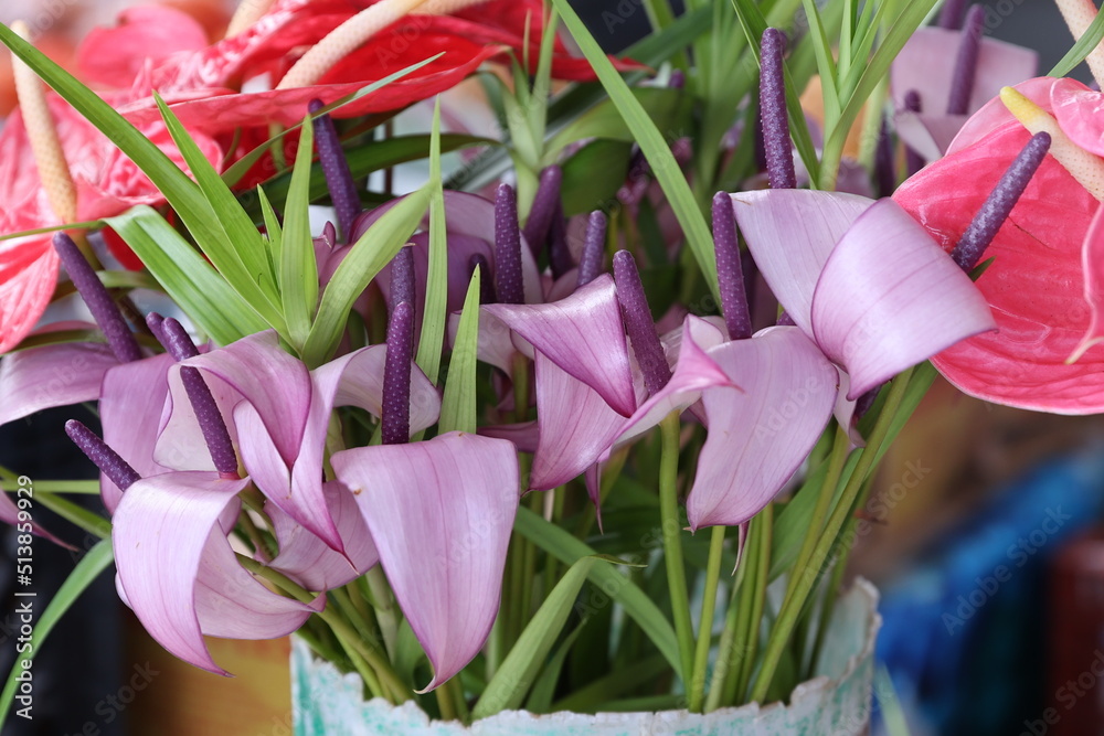 Fototapeta premium market anthurium