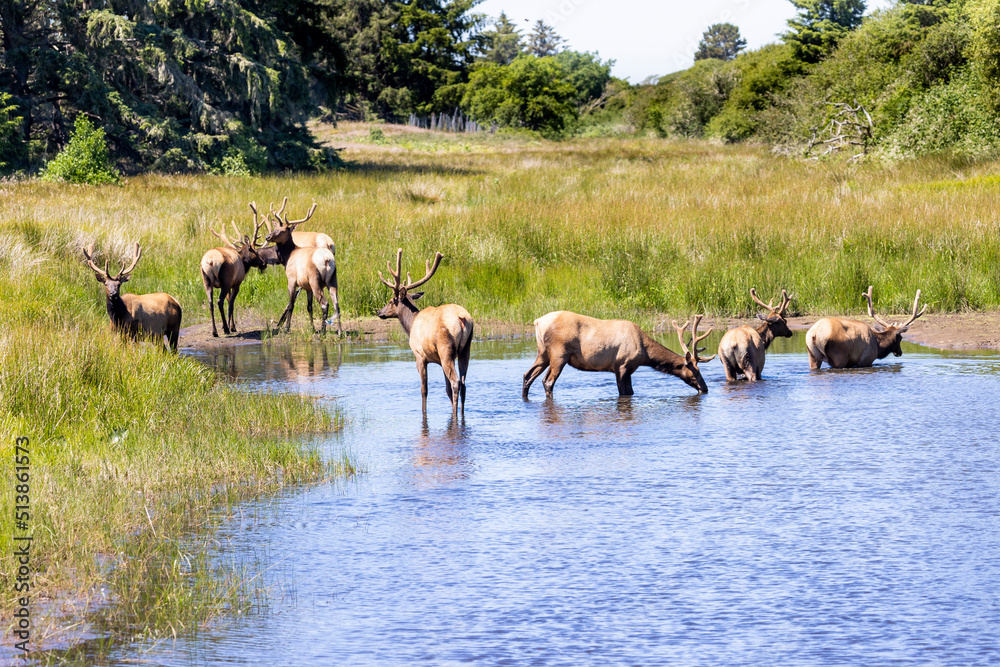 Obraz premium A herd of Elk drinking water in lake