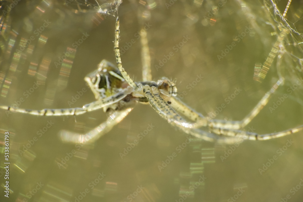 Fototapeta premium spider on the web
