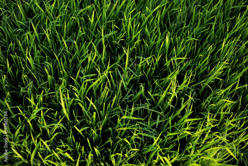 Not focus and noise. Green grass background. Rural in countryside. Sunny summer day. Green field of grass