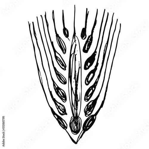 Stylized ear of barley. Harvest symbol. Ancient Greek coin design. Hand drawn linear doodle rough sketch. Black silhouette on white background.