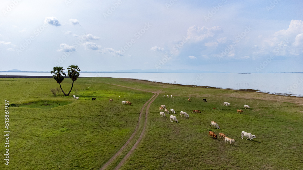 Fototapeta premium Duble palm tree in aerial view from done over inside Pasak Chonlasit dam with green grass and lake. Photo of life and nature relate to freedom and Peaceful.