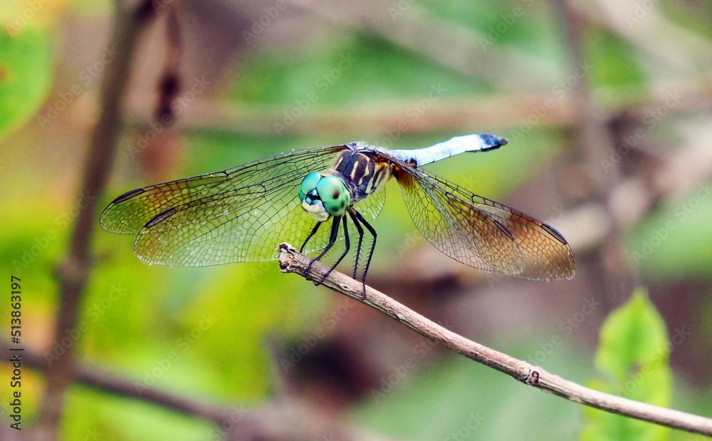 Blue Darter Dragonfly Blue Darter Dragonfly