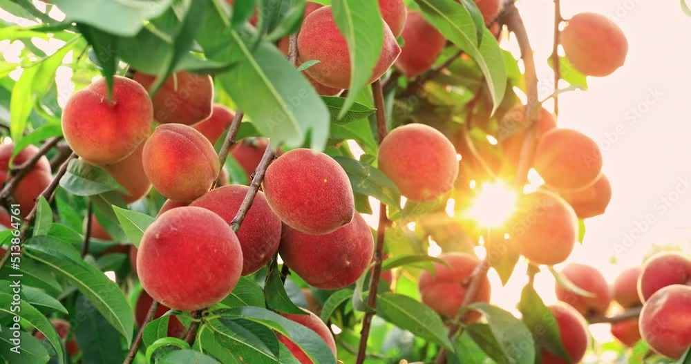 Ripe sweet peach fruit growing on peach branch in orchard. Delicious peaches on the plantation.
