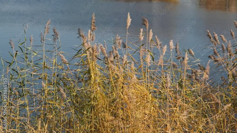 Sedge reed grasses by a pond in sunny autumn day. Fall natural background Sedge reed grasses by a pond in sunny autumn day. Fall natural background