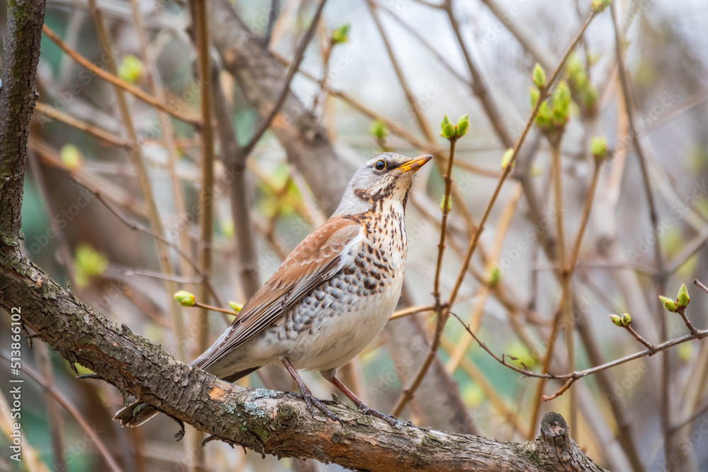 Fieldbird sits on a branch in spring with a blurred background. Fieldbird sits on a branch in spring with a blurred background.
