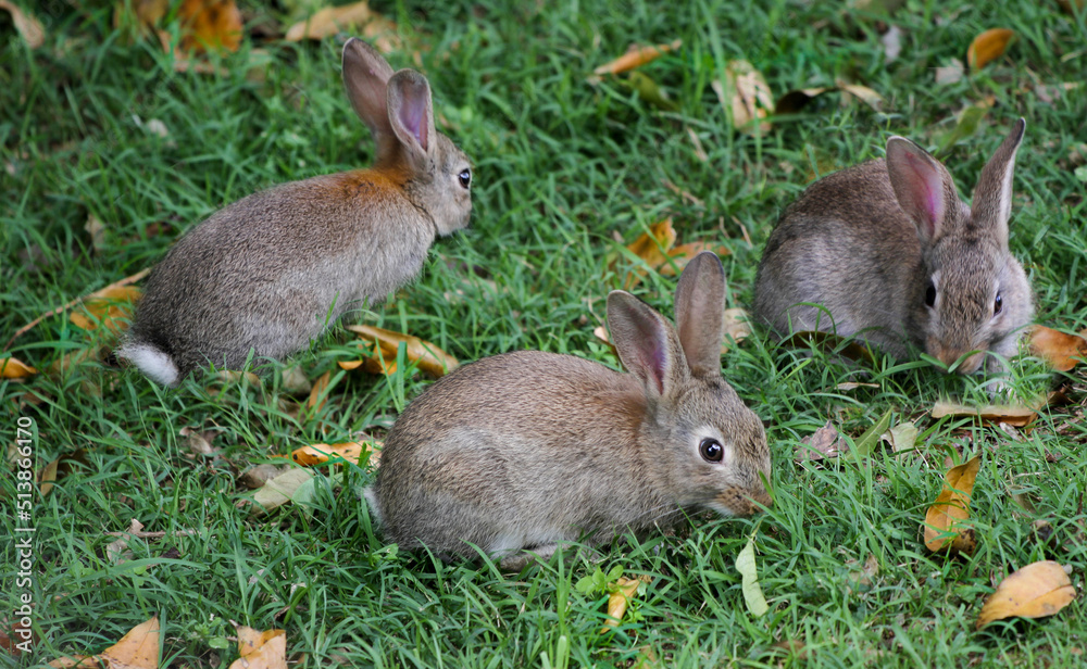 Fototapeta premium three rabbits on the green grass