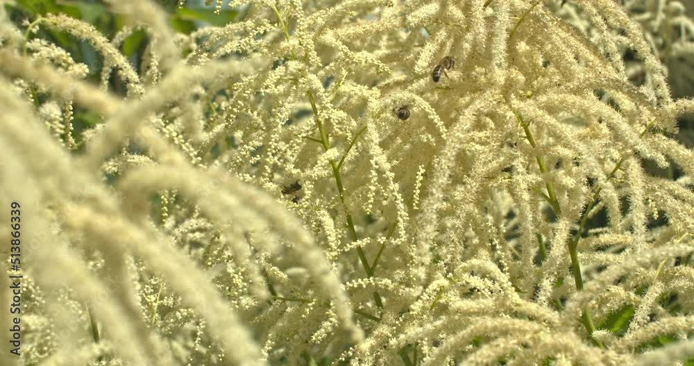 Bienen an der Bienenweide ein Geißbart Bienen an der Bienenweide ein Geißbart