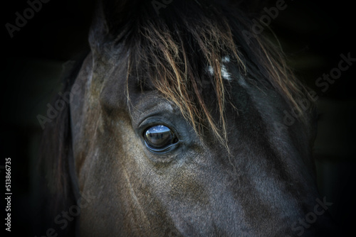 eye of the horse