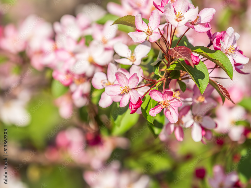 Obraz premium Fresh pink flowers of a blossoming apple tree with blured background