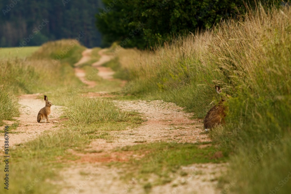Obraz premium Two hares sitting on dirt road in calm and peaceful landscape without people