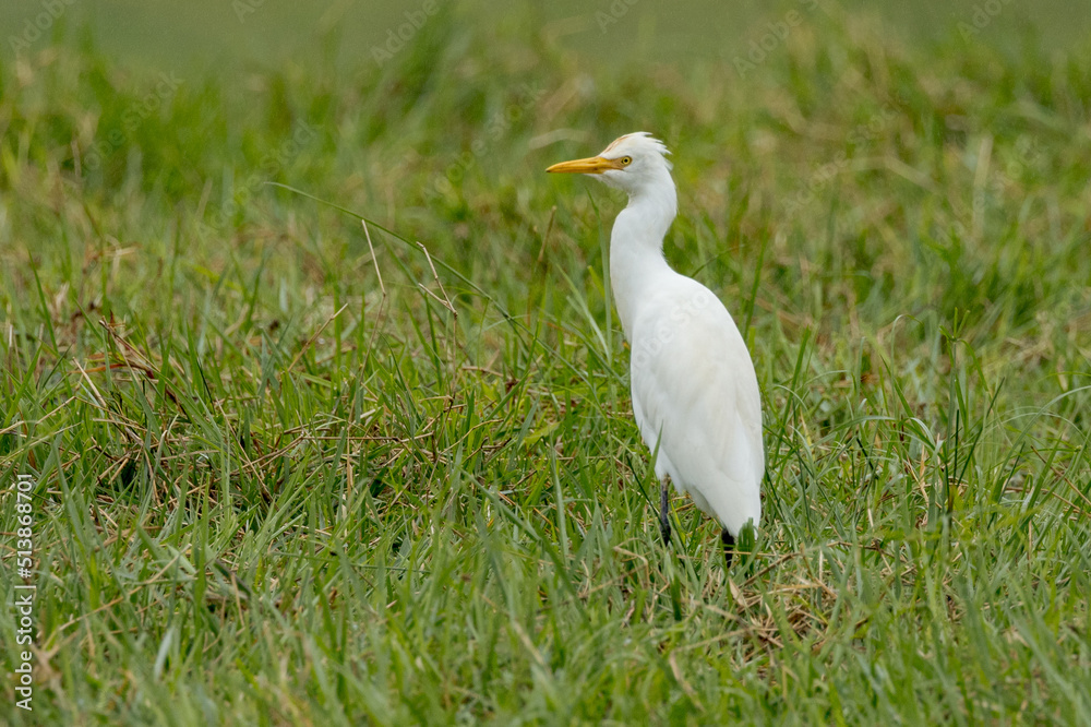 Eastern Cattle Egret in Queensland Australia Eastern Cattle Egret in Queensland Australia