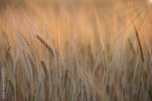 Golden ears of barley in the evening sun. Selective focus