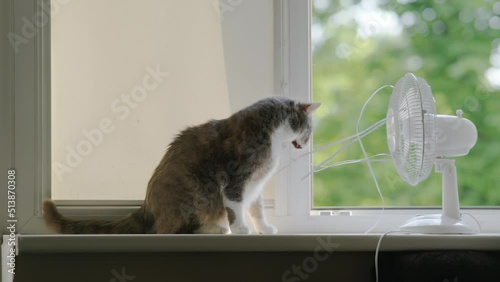 the cat plays with the electric fan on the windowsill near the open window during the heat.
