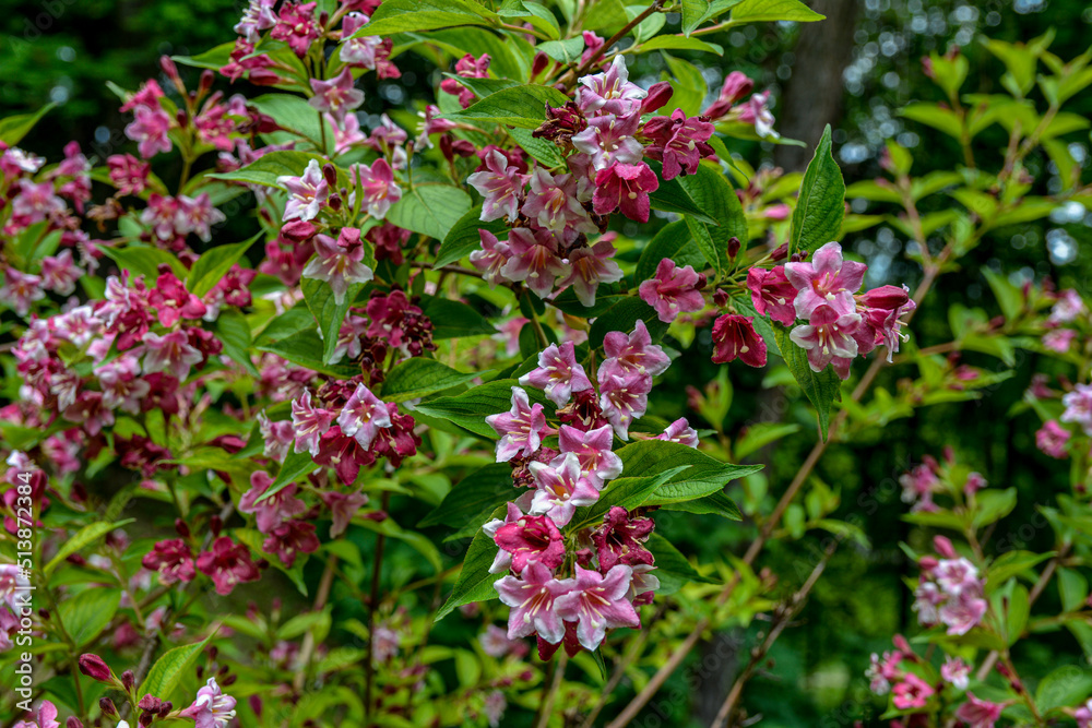 Flowers of pink weigela