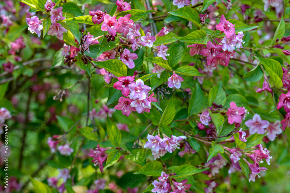 Flowers of pink weigela