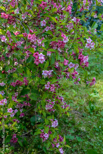 Fototapeta Naklejka Na Ścianę i Meble -  Flowers of pink weigela