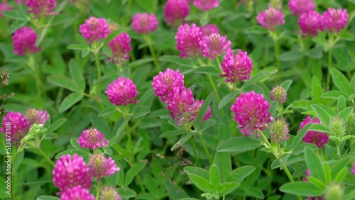 Purple flowers of red clover close-up (Trifolium pratense)  photo