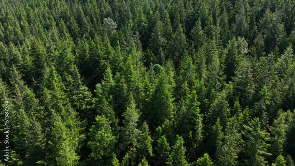 Overhead aerial shot of a lush green forest in Washington State.