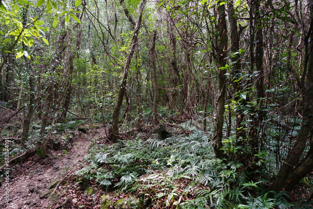 primeval forest with old trees and vines and fern