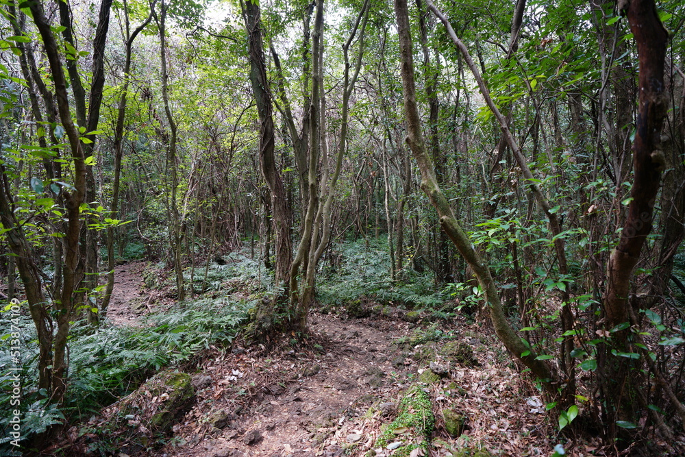old trees and pathway in deep forest old trees and pathway in deep forest