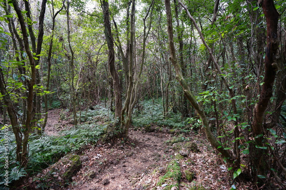 old trees and pathway in deep forest