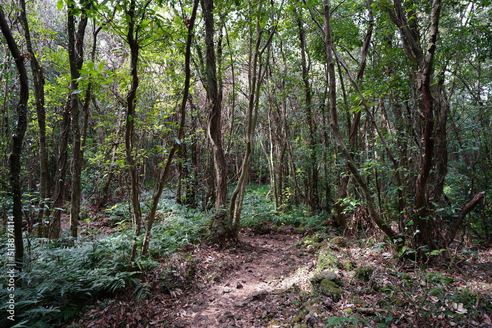 old trees and fern in deep forest