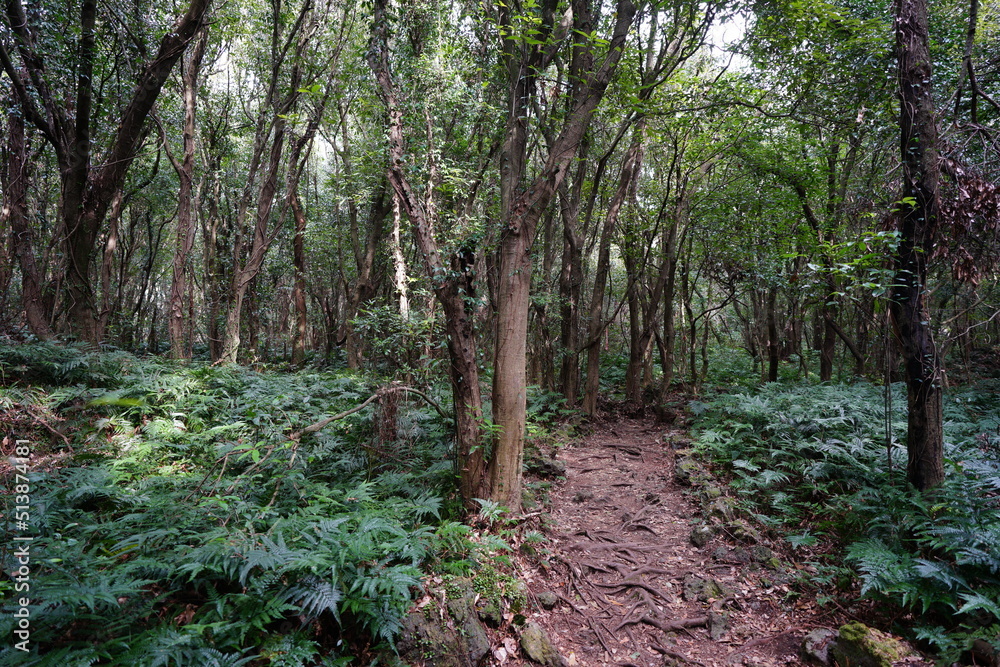fern and old trees in wild forest
fern and old trees in wild forest