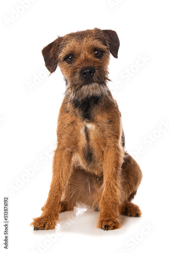 Εκτύπωση καμβά Border terrier dog isolated on white background