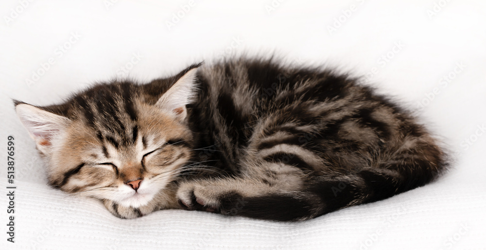 little brown kitten sleeps on a light background