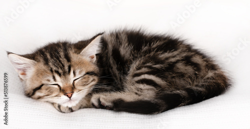 little brown kitten sleeps on a light background © Aida