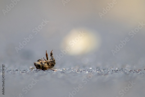 Dead bee on the ground poisoned or infected by varroa-mite disease or insecticides kills the beneficial organisms and is a global danger for pollination and food production extinction by bee death