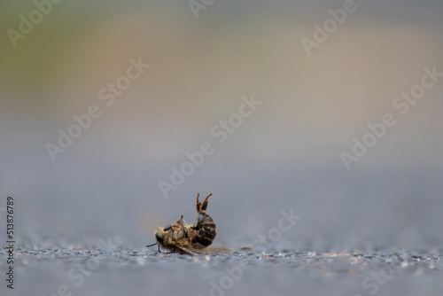 Dead bee on the ground poisoned or infected by varroa-mite disease or insecticides kills the beneficial organisms and is a global danger for pollination and food production extinction by bee death