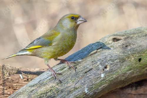 Greenfinch (Carduelis chloris ) on a tree branch in winter.