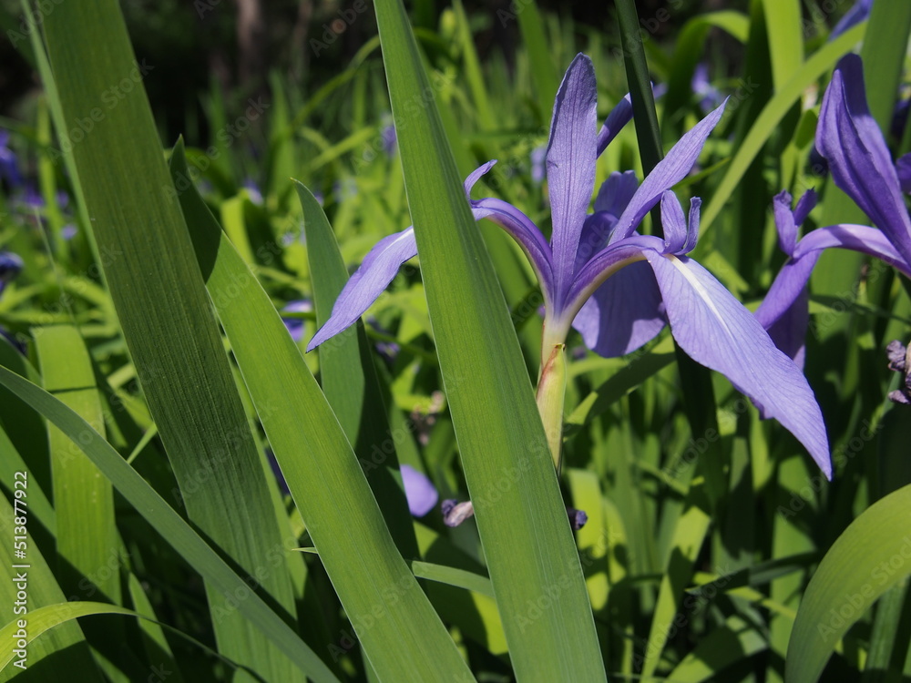 Obraz premium 紫色のアヤメの花