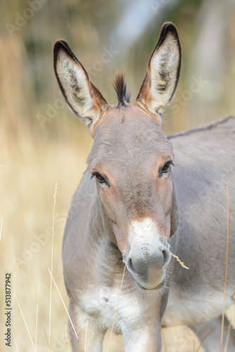 Portrait of a donkey in pasture in summer.