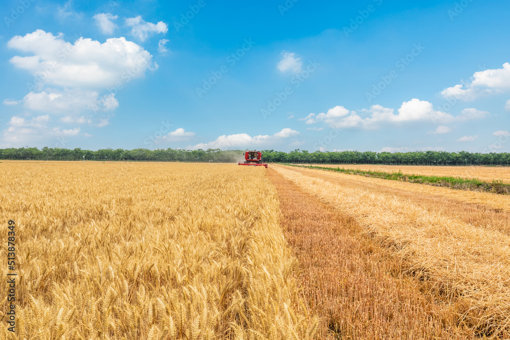 Ripe wheat field on farm. Combine harvester harvests ripe wheat. agricultural scene.