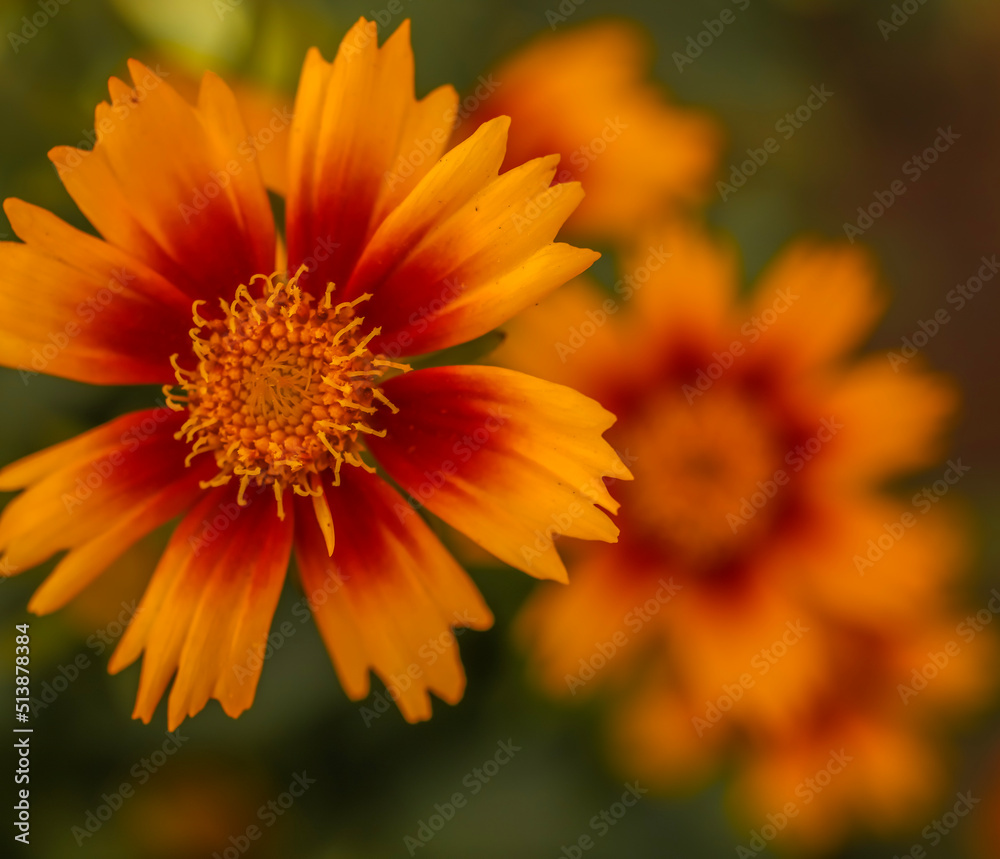 Layered view of Plains Coreopsis blooms Layered view of Plains Coreopsis blooms