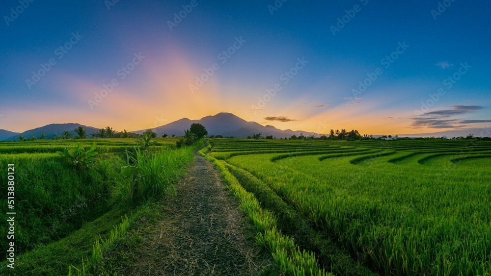 panorama with Indonesian morning view in green rice fields with the moon above the mountain leaves when the weather is sunny